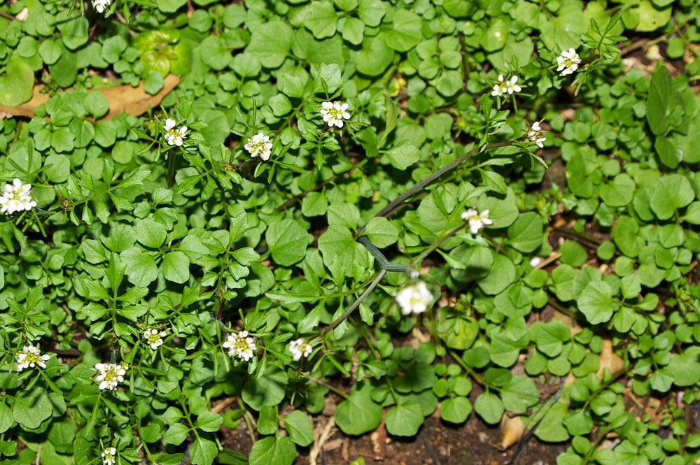 Cardamine hirsuta / Billeri primaticcio